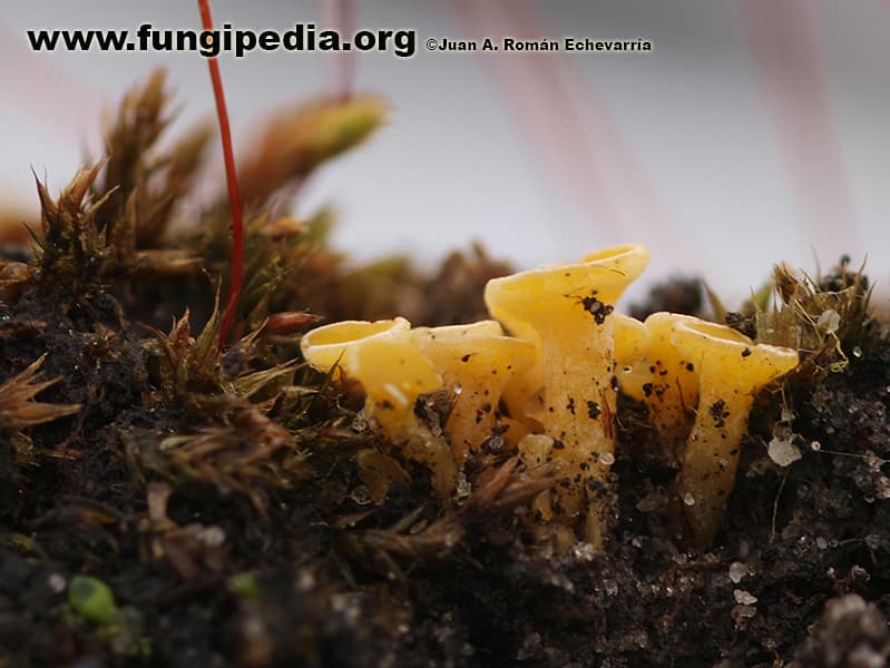 Lachnum pygmaeum
