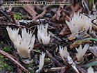 Tremellodendropsis tuberosa