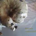 Russula cyanoxantha