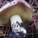 Suillus collinitus