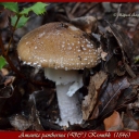 Amanita pantherina (DC.) Krombh. (1846)