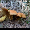 Gymnopilus spectabilis (Fr.) Singer (1951)