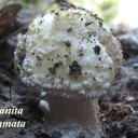 Amanita gemmata