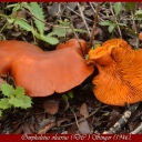 Omphalotus olearius (DC.) Singer 1946.