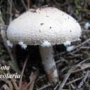 Lepiota clypeolaria.