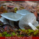 CLITOCYBE Odora(Bull.Fr.) Kumm.