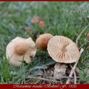 Marasmius oreades