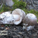 Amanita vaginata