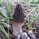 Morchella conica ,