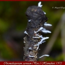 Chromelosporium carneum (Pers.) Hennebert 1973