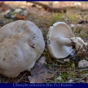 Clitocybe nebularis (Bat. Fr.) Kumm.