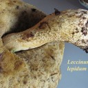 Leccinum lepidum