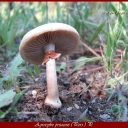 Agrocybe preacox (Pers.) P