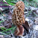 Morchella purpurascens.