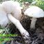 Leucoagaricus leucothites