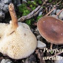 Polyporus arcularius