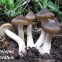 Entoloma clypeatum