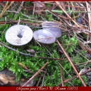 Mycena pura (Pers.) P. Kumm. 1871