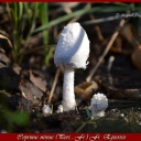 Coprinus niveus