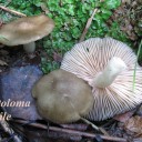 Entoloma aprile