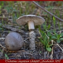 Tricholoma cingulatum (Almfelt) Jacobashch 1890