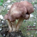 Calocybe persicolor.