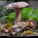 Tricholoma populinum J.E. Lange (1933)