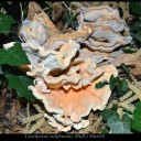 Laetiporus sulphureus (Bull.) Murrill.