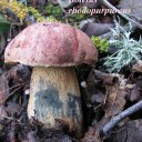 Boletus rhodopurpureus