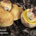 Boletus impolitus