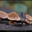 Auriculariopsis ampla (Lév.) Maire, 1902