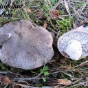 Tricholoma terreum