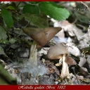 helvella queleti