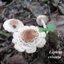 Lepiota cristata