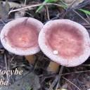 Clitocybe gibba.