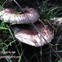 Agaricus porphyrizon.