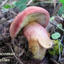 Xerocomus rubellus