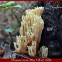 Ramaria stricta (Pers.) Quél. (1888)