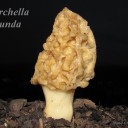 Morchella rotunda var. rigida