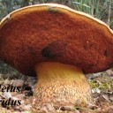 Boletus luridus