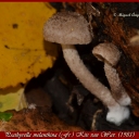 sathyrella melanthina (Fr.) Kits van Wav. 1985;