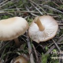 Collybia aquosa