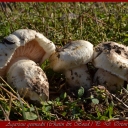 Agaricus gennadii