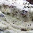 Schizopora paradoxa