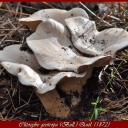 Clitocybe geotropa (Bull.) Quél. (1872)