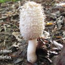 Coprinus comatus,