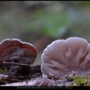 Auricularia mesenterica (Dicks.) Pers. (1822).