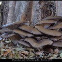 Pleurotus ostreatus (Jacq.Fr.)  Kumm.1871