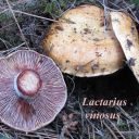 Lactarius vinosus