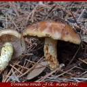 Cortinarius trivialis JE Lange (1940)